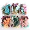 Real Dried Flower Material Plant Specimen Making Scrapbook Crafts Accessories