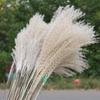 50 Pcs Dried Pampas Grass, Artificial Plant Reed Rabbittail Bouquet Home Decoration Boho Wedding Decoration