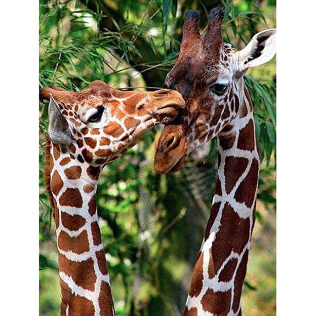 DIY Giraffe 5D Diamond Painting Cross Stitch Full Round Drill Daimond Embroidery Rhinestone