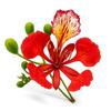 5 Royal Poinciana Seeds (Delonix Regia)