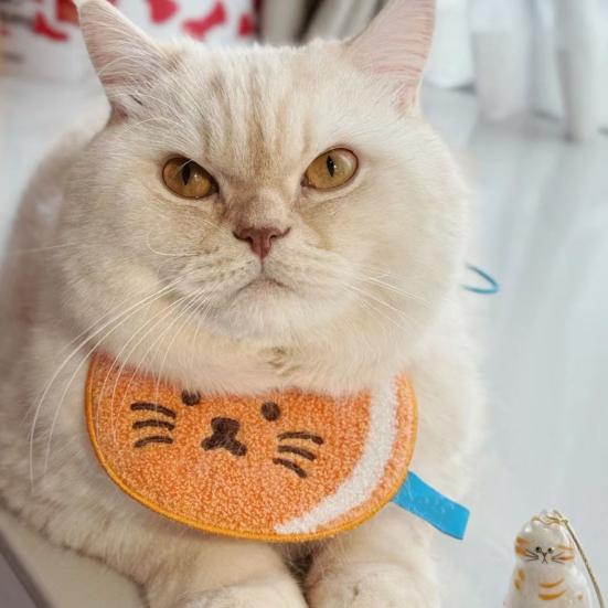 Бутылка для хранения кошачьей шерсти Прозрачный брелок для хранения шерсти питомца для коллекционирования