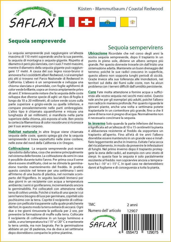 SAFLAX Прибрежное секвойя - 50 семян - Sequoia sempervirens