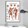 Anatomical Muscular System Poster Human Body Anatomy Chart Medical Educational Canvas for School Decor