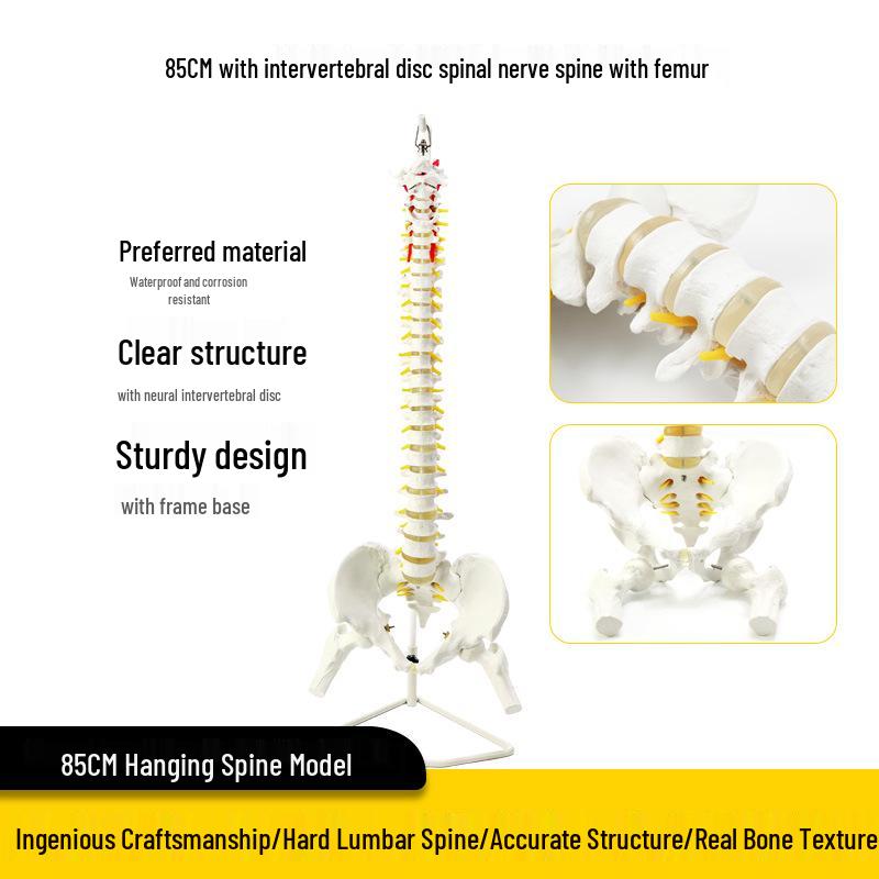 Взрослый 1:1 Модель позвоночника человека для хиропрактики - Шейный, Поясничный, и Демонстрация скелета