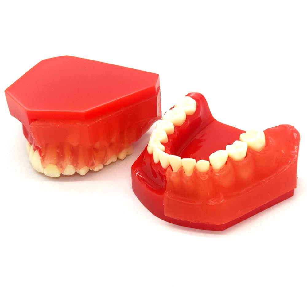 Стоматологическая детская модель молочных зубов Сменная модель Постоянные зубы Альтернативный дисплей Съемная демонстрация для обучающих моделей стоматологов