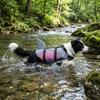 Shiny Scales Dog Life Jacket Strong Buoyancy Puppy Safety Vests Dog Swimming Suit  Pet Safety