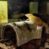 For Reptiles Amphibians Trunk Habitats Tortoise Hideout Lizard Hideout Caves Small Reptile Caves