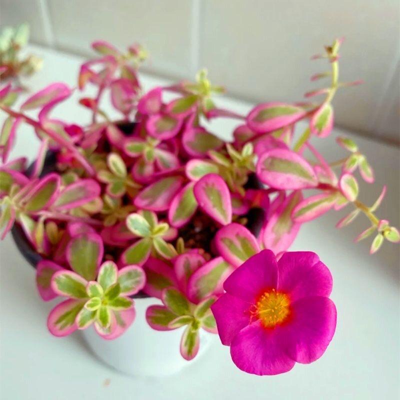 Sunflower Variegated Succulents: Blooming Indoor Potted Plants