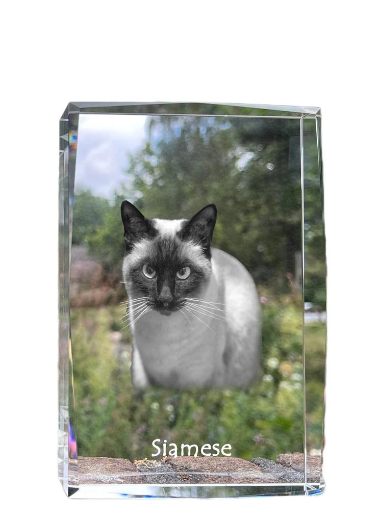 Siamese – Crystal with a picture of a cat, photo in glass | Art-Dog
