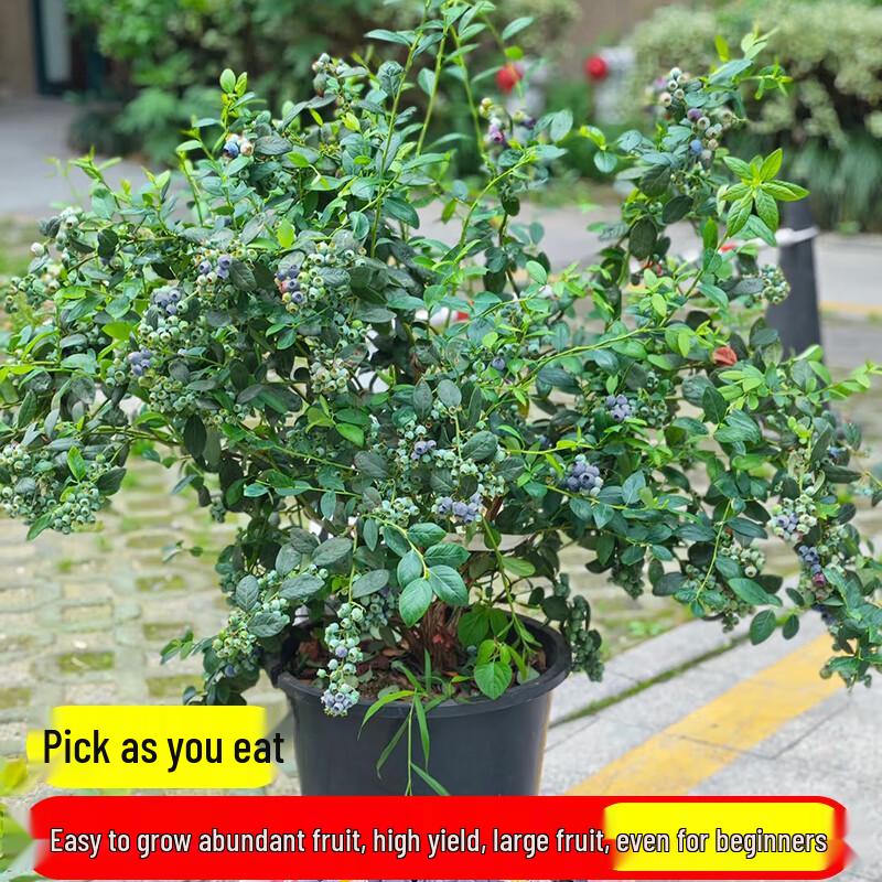 Blueberry Fruit Tree Seedling