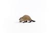 Schleich Животные Бобр Возраст Реалистичная Игрушка Животное 14855 Фигурка, 3+,