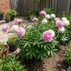 Weather-Resistant Metal Plant Support Ring Peony Flower Support Stake  Plant Growth Fixing