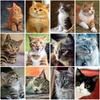 DIY 5D Diamond Painting Animals Embroidery Cat Cross Stitch Kits Full Round Drill Mosaic Rhinestone Wall Art Gift Home Decor
