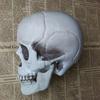 Halloween  Artificial Skull Head Model Skull Bone Scary Horror Skeleton Ornament
