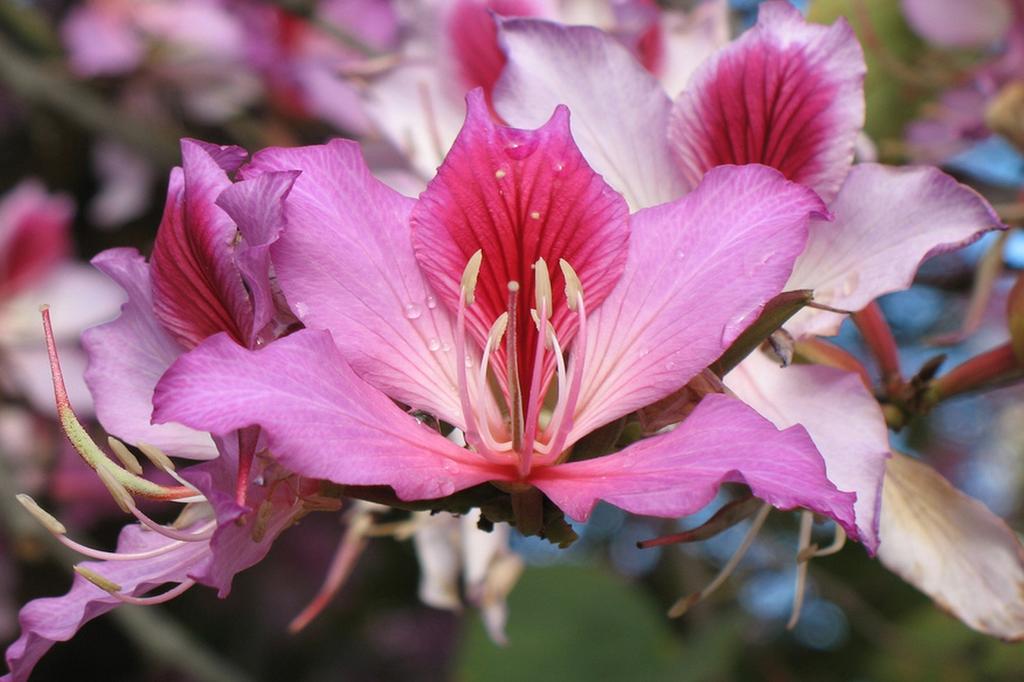 SAFLAX Дерево верблюжьей лапки - 8 семян - Bauhinia variegata