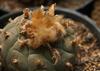 SAFLAX Пейот - 20 семян - Lophophora williamsii