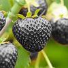 50 Семян ЧЕРНОЙ КЛУБНИКИ - BLACK STRAWBERRY "Свежие и Органические Семена"