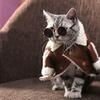 For Little Dog Cat Photos Props Trend Toys Pet Sunglasses Eye-wear Cat Glasses Reflection Glasses