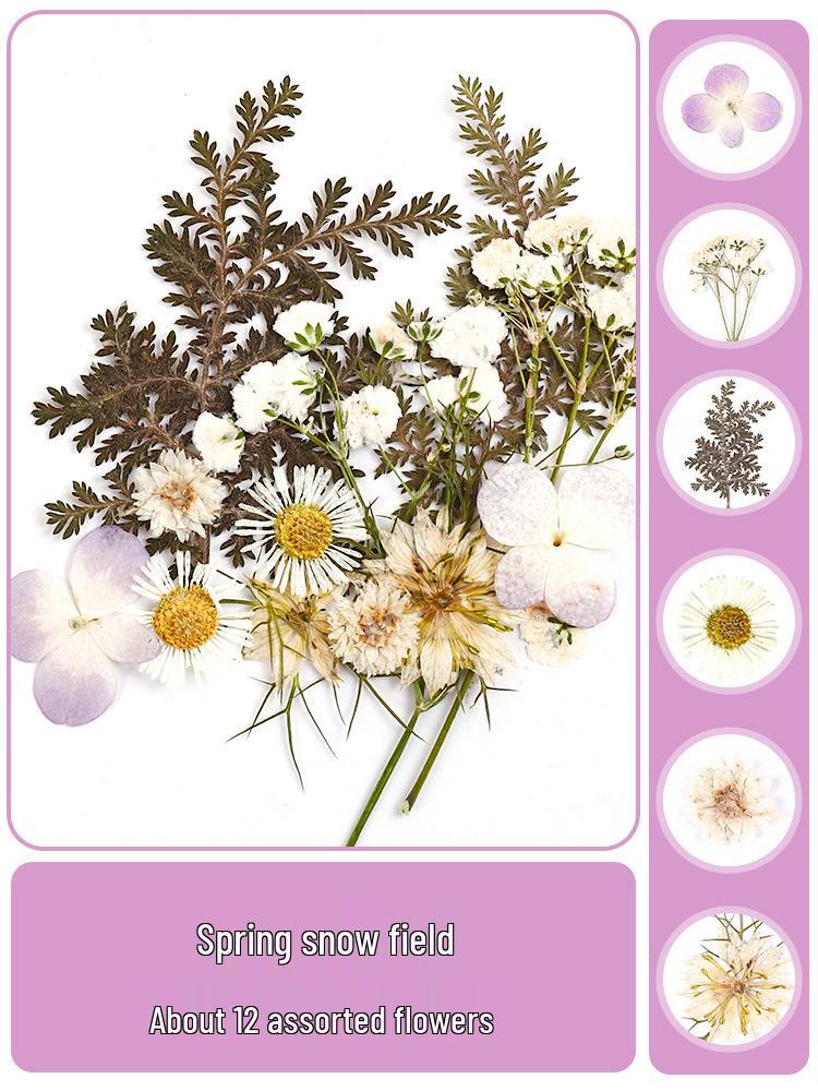 Autumn Collection: Handmade Transparent Specimen Bottles with Dried Flowers and DIY Bookmark Lamination Film for Students.