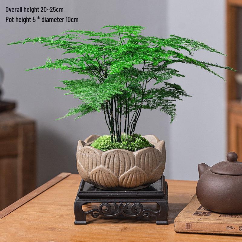 Asparagus Fern Indoor Bonsai – Easy-Care Evergreen for Home or Office Decor