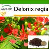 Flamboyant - 6 семян - С горшечным субстратом для лучшего выращивания - Delonix regia