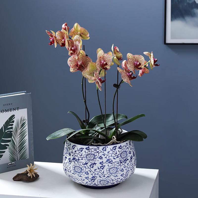 New Chinese Style Blue & White Porcelain Flower Pot