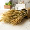 WCIC Новый 50 шт./лот настоящий цветок из колосьев пшеницы натуральные сушеные цветы Свадебная вечеринка DIY Декор украшение дома