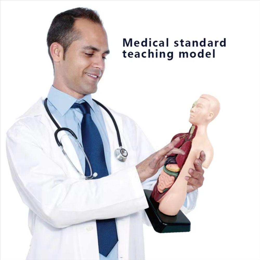 Plastics Human Body Educational Prop Construction Kid Skeleton Model Early Learning