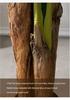 Large Indoor Banana Tree: Lifelike Green Plant for Living Room Decoration and Landscaping