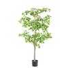 Artificial Fukurokuju Tree Potted Plant - Low-Maintenance Home Decor