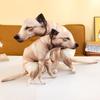 Lightweight Cute Dog Poop Shaped Plush Pillow Poop Shaped Plush Toy  Nap Lounging Stress Relief