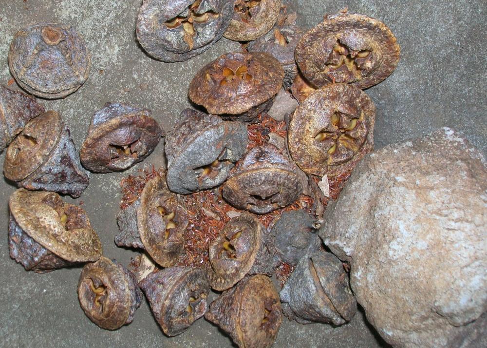 SAFLAX Тасманская голубая резинка - 100 семян - Eucalyptus globulus