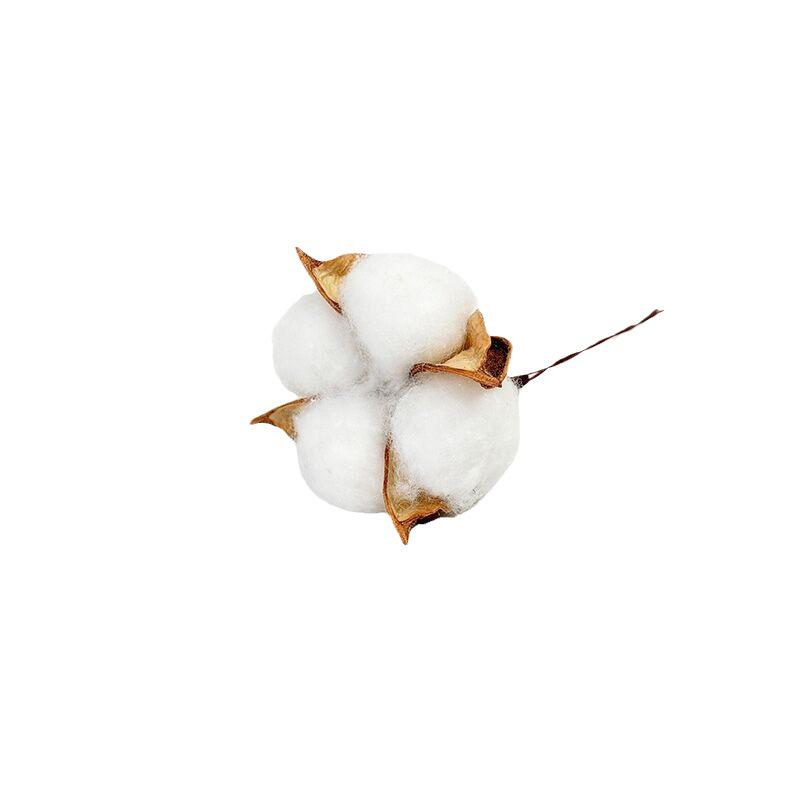 Natural Dried Cotton Flower Branches - 6 or 10 Heads, Preserved Kapok for Home Decoration & Christmas Decor