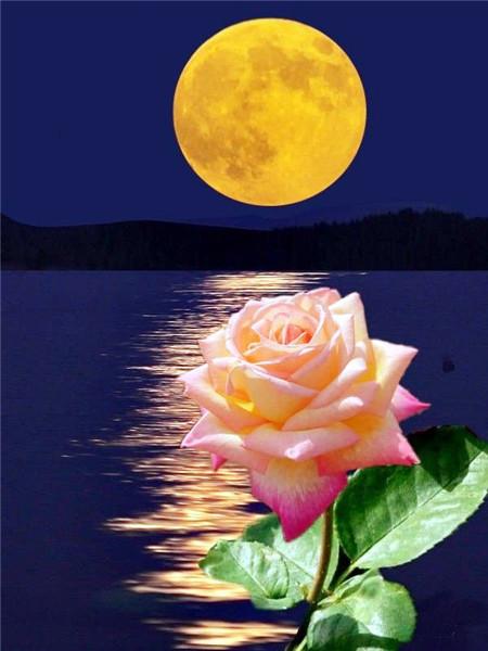 5D DIY Алмазная картина Новый цветок Роза Стразы Алмазная вышивка Распродажа Пейзаж Приморская мозаика Домашний декор