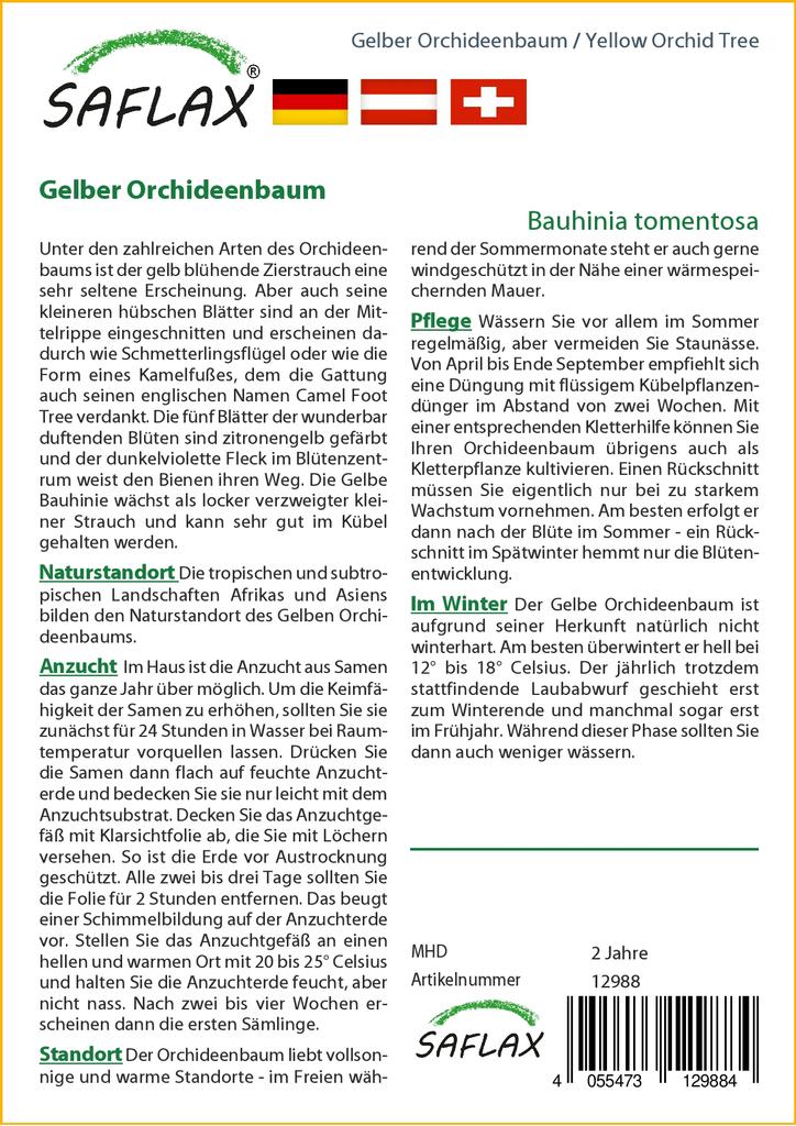 SAFLAX Желтая орхидея - 30 семян - Bauhinia tomentosa