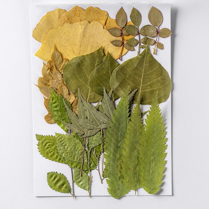 4 упаковки сушеных листьев, 84 шт., настоящие листья, образцы растений для детского сада, наклейки ручной работы, сделай сам