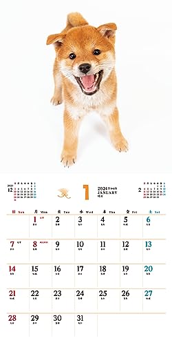 [С эксклюзивными преимуществами для покупателей] Fukufuku Shibainu (Календарь Impress 2024)