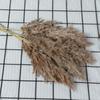 Dried Small Reed Flower Bouquet for Home Decor, Floral Art, Landscaping, and Weddings
