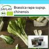 Gift Set - Organic - Chinese Mustard Cabbage - Pak Choi - 300 Seeds - With Gift Box, Card, Label and Potting Substrate - Brassica Rapa