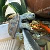 Turtle Figurine Flower Pot Vase Hugger Planter Hanging Climbing Tortoise Resin Animal Statue Sculpture Indoor Outdoor Garden