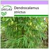 Calcutta Bamboo - 50 Seeds - Dendrocalamus Strictus