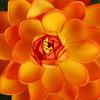 Foam Floating Plants Home Decoration Fake Plants Artificial Lotus Flower Simulation Water Lily