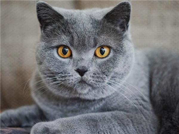 5d Diy Алмазная картина Новая коллекция Кошка Вышивка Мозаика Русская Голубая Животное Квадрат/круглый Домашний Декор