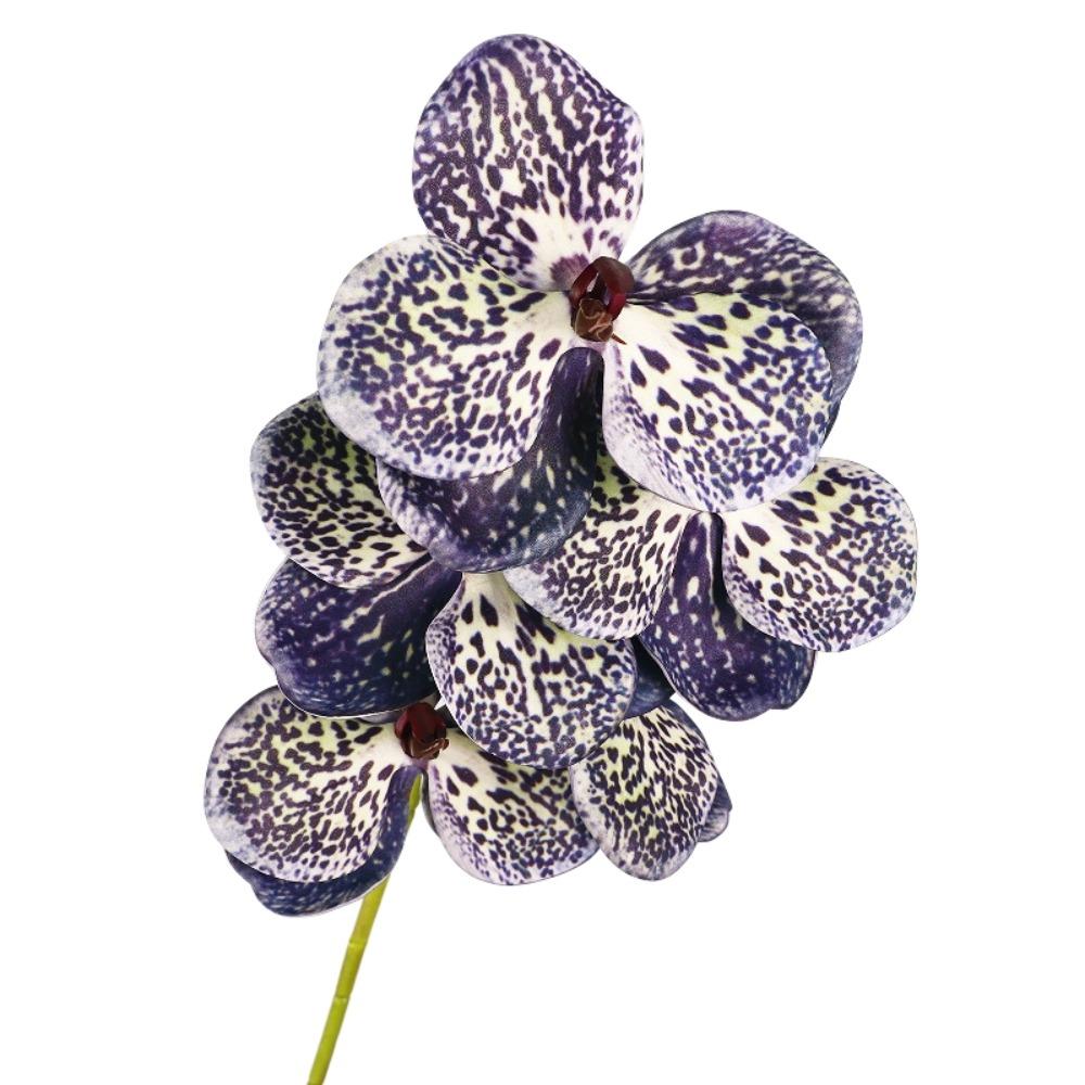 Real Touch Artificial Vanda Orchid Flower Handmade Faux Phalaenopsis  Wedding Party Favors