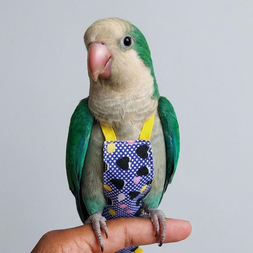Escape Proof Bird Flight Suits Breathable Bird Flight Clothes Parrot Flying Harness Pet Walking