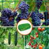 Fruit and Vegetable Climbing Net – Garden Support Mesh for Plants, Flowers, and Morning , Branch Support , Outdoor Plant Training Tool
