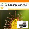 Garden in the Bag - Росянка африканская - 200 семян - С субстратом в подходящем стоячем пакете - Drosera capensis