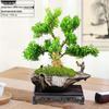 Boxwood Bonsai: Indoor Sparrow Tongue with Wrinkled Bark and Small Leaves – Easy-Care Green Plant for Living Room.