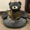 Super Soft Pet Bed Winter Warm Cute Bear Hug Cat Sleeping Mat Plush Large Puppy Dogs Cushion Sofa Comfort Pet Supplies