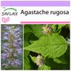 Мята корейская - 1200 семян - Agastache Rugosa
